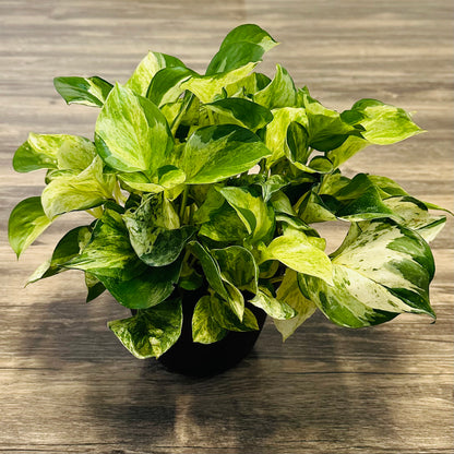 Manjula Tricolor Pothos Starter Plant, Epipremnum Aureum Houseplant