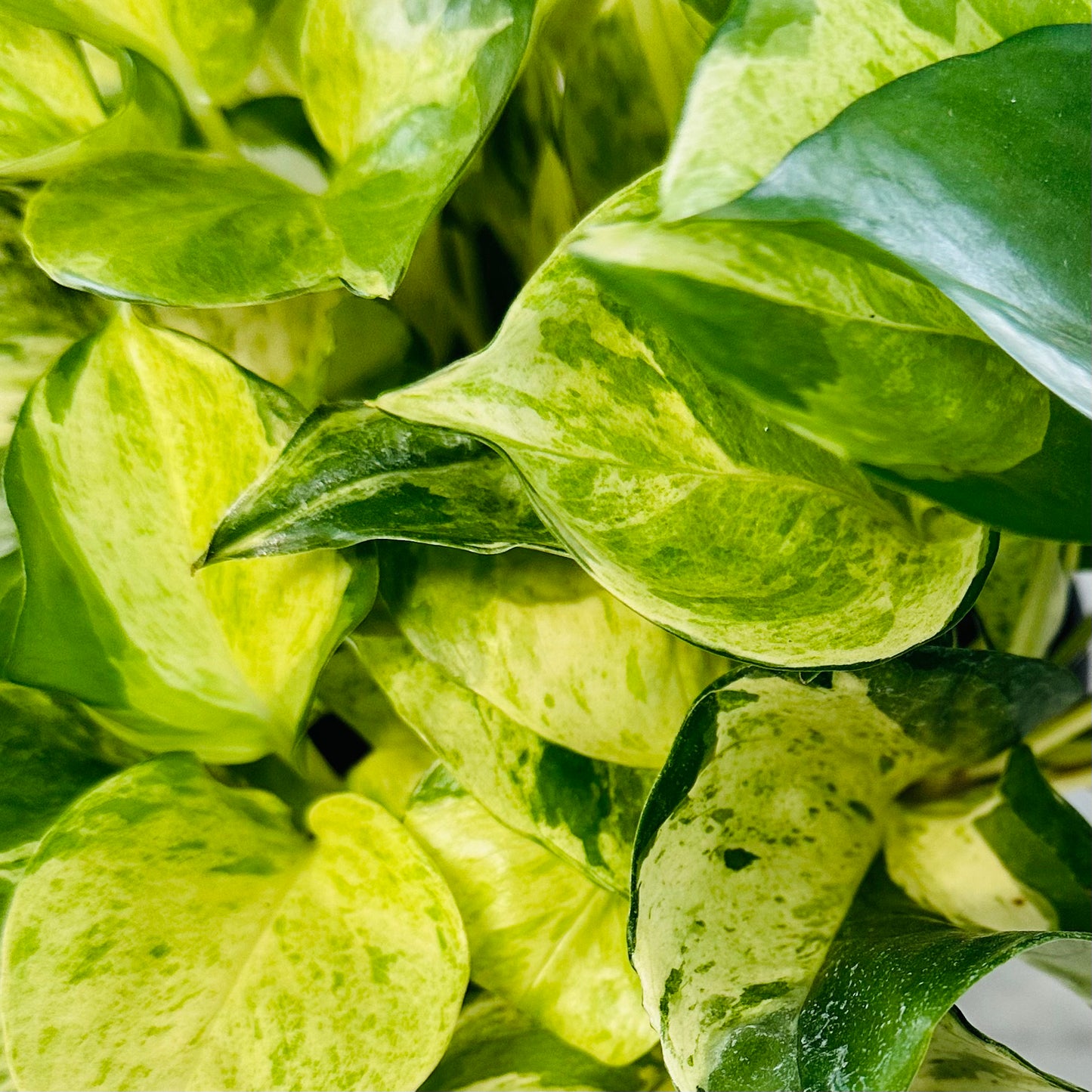 Manjula Tricolor Pothos Starter Plant, Epipremnum Aureum Houseplant