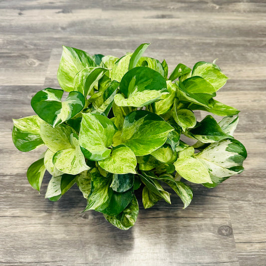 Manjula Tricolor Pothos Starter Plant, Epipremnum Aureum Houseplant