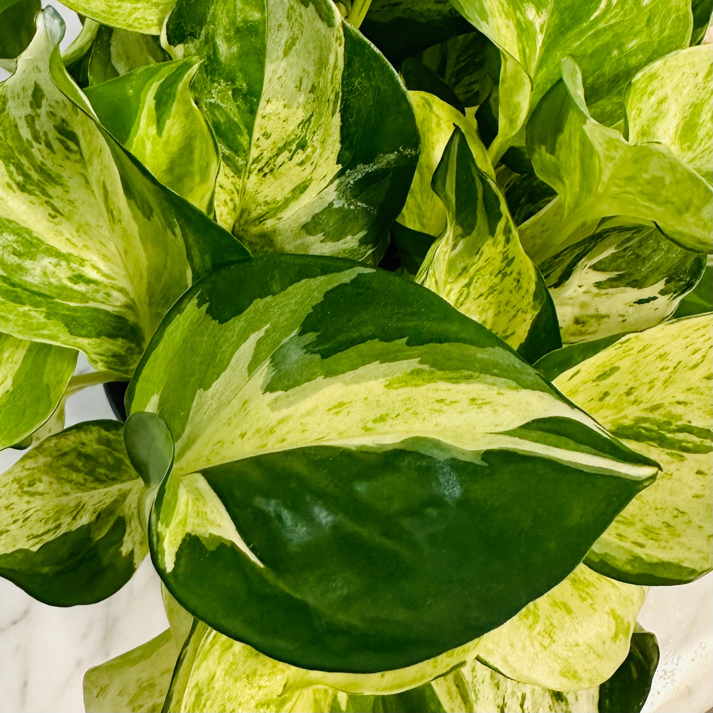 Manjula Tricolor Pothos Starter Plant, Epipremnum Aureum Houseplant